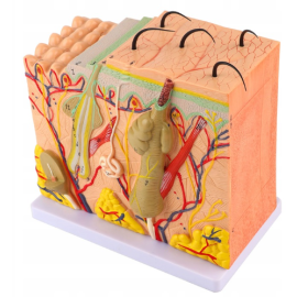 50x trójwymiarowy powiększony model ludzkiej skóry