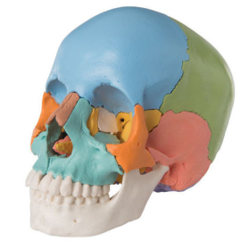 Czaszka człowieka kolorowa osteopatyczna