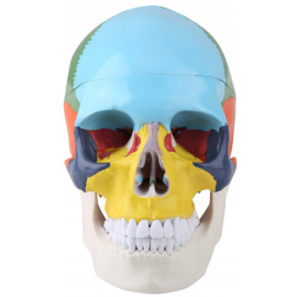 Czaszka człowieka model do analizy