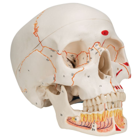 Czaszka dentystyczna z otwartą żuchwą