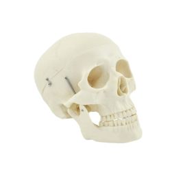 Czaszka model anatomiczny