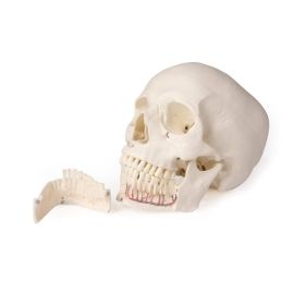 Dentystyczny model czaszki
