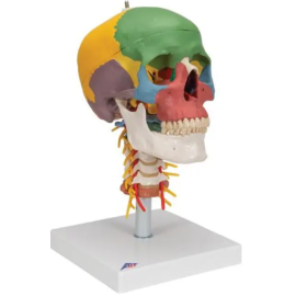 Dydaktyczny model czaszki na odcinku szyjnym kręgosłupa [A20/2]