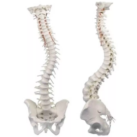 Elastyczny model kręgosłupa z miednicą