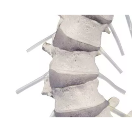 Elastyczny model kręgosłupa z miednicą