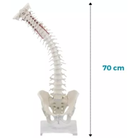 Elastyczny model kręgosłupa z miednicą na podstawce