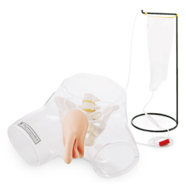 Fantom przeźroczysty do nauki cewnikowania męski