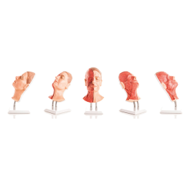 Głowa do nauki iniekcji twarzy