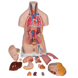 Klasyczny unisexowy model tułowia człowieka, 14 części