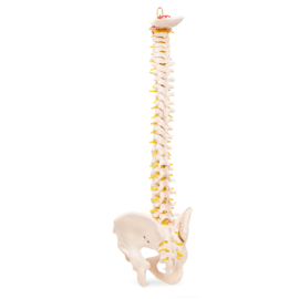 Kręgosłup człowieka z miednicą model anatomiczny