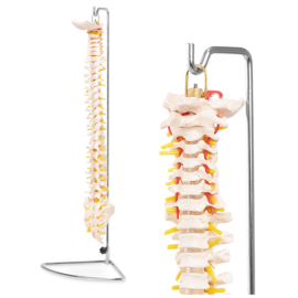 Kręgosłup człowieka model anatomiczny