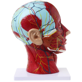 Anatomiczny Model „Pół Głowy” – Przekrój Środkowy z Układem Nerwowym i Naczyniami