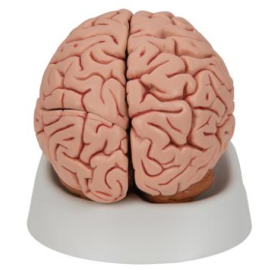 Klasyczny model ludzkiego mózgu, 5 części