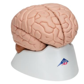 Model mózgu człowieka, 8 części