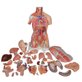 Model torsu człowieka z mięśniami, 31 części