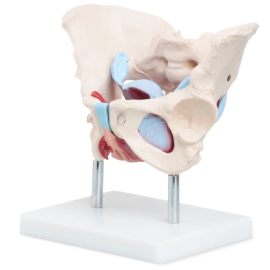 Miednica człowieka z mięśniami i narządami model anatomiczny