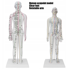 Model akupunktury ludzkiego ciała - kobieta 53cm
