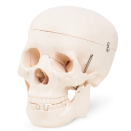 Model anatomiczny czaszka człowieka