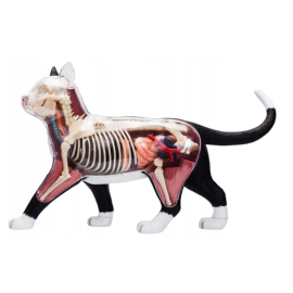 Model anatomiczny kota 4D 26x5x15cm