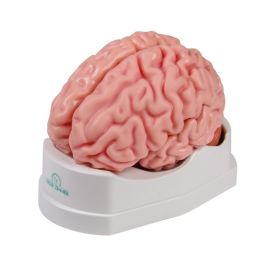 Model anatomiczny mózgu
