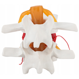 Model anatomiczny odcinka lędźwiowego kręgi kręgosłupa 3D 
