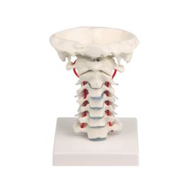 Model anatomiczny odcinka szyjnego kręgosłupa