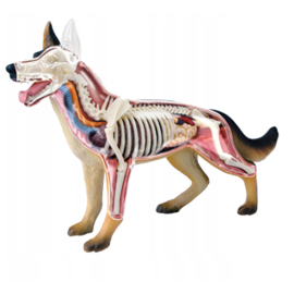 Model anatomiczny psa 4D 29,5x6x17cm