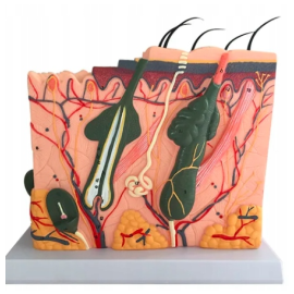 Model Anatomiczny Skóry Ludzkiej Włosów Dokładny 50x 1:50