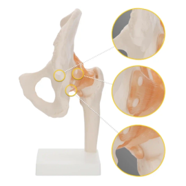 Model anatomiczny stawu biodrowego z więzadłami w skali 1:1