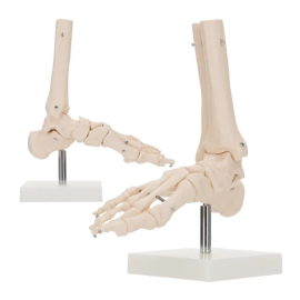 Model anatomiczny stawu skokowego w skali 1:1