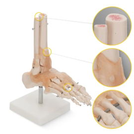 Model anatomiczny stawu skokowego z więzadłami w skali 1:1