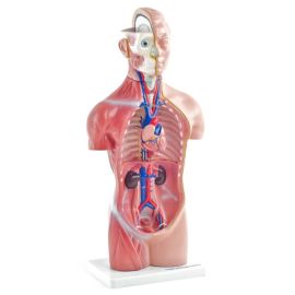 Model anatomiczny tułowia bez narządów płciowych