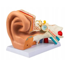 Model anatomiczny ucha człowieka 5x powiększony