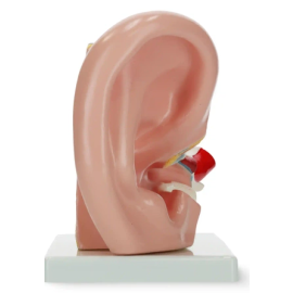 Model anatomiczny ucha w przekroju w skali 3:1