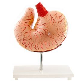 Model anatomiczny żołądka psa