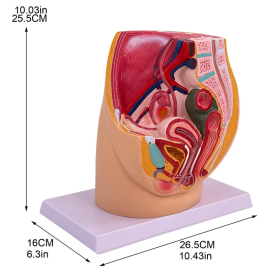 Model anatomii układu rozrodczego miednicy - FEMALE