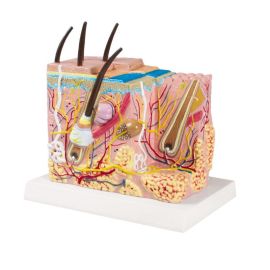 Model blokowy skóry człowieka