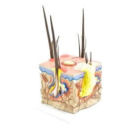 Model choroby skóry psów