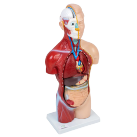 Model ciała 45cm - 3D