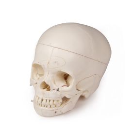 Model czaszki człowieka dziecko
