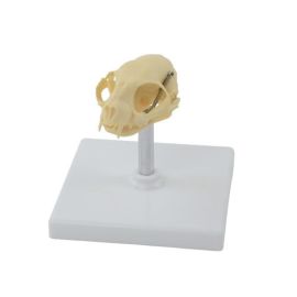 Model czaszki kota