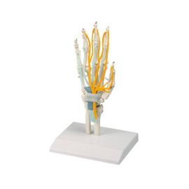 Model dłoni ze ścięgnami, nerwami i kanałem nadgarstka