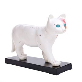 Model do akupunktury kota