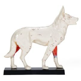 Model do akupunktury psa
