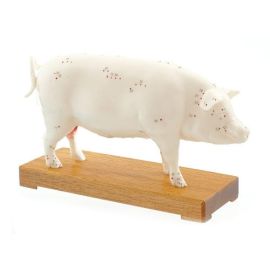 Model do akupunktury świni