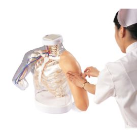 Model do iniekcji barku i ramienia z budową anatomiczną