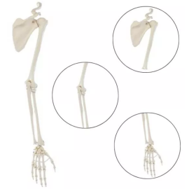 Model kończyny górnej człowieka z elastyczną obręczą barkową