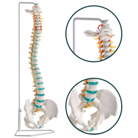 Model kręgosłupa z dyskopatią na poziomie L3/L4 na statywie