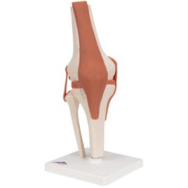 Model ruchomy stawu kolanowego z więzadłami