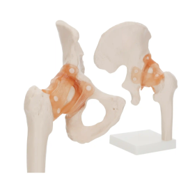 Model ruchomy stawu biodrowego z więzadłami i chrząstką A81/1